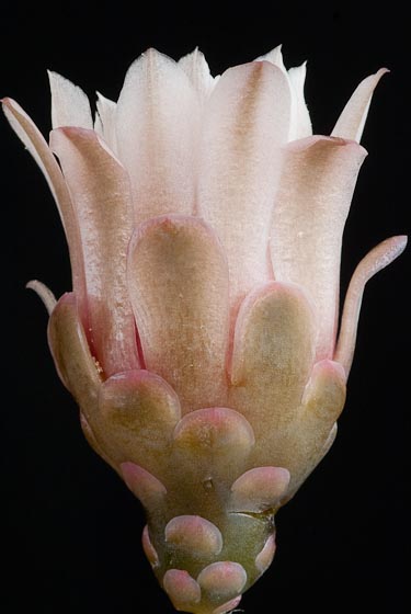 Gymnocalycium cardenasianum